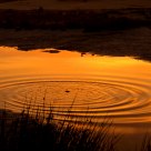 Lines in the morning water